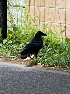 カラスさん.jpg