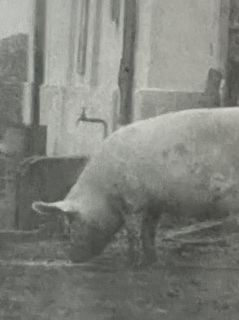 サタンタンゴの豚.jpg