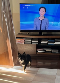 テレビと犬.jpg