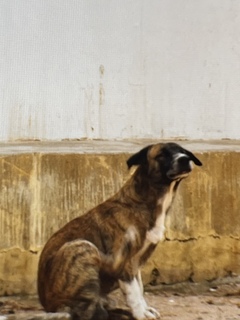 ブラジルの犬.jpg