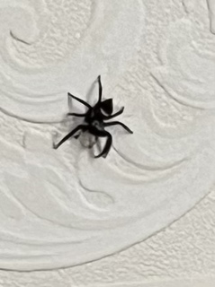 🕷.jpg