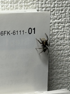 🕷.jpg