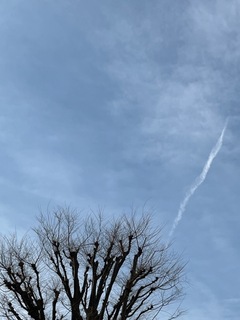樹と雲.jpg