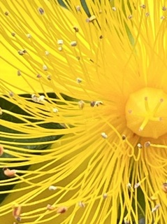黄色の花弁.jpg